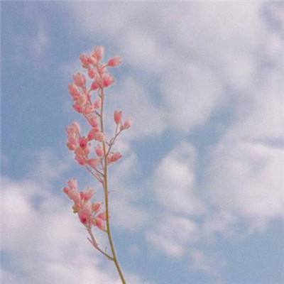 浪漫音速九游版下载