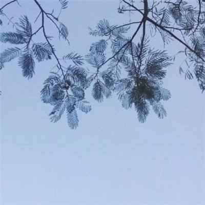 星星崛起最新版下载